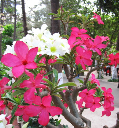 http://www.phatgiao.vn/images/news/hoasu0801.jpg