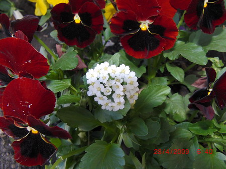 pdh0901.JPG