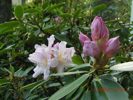 hoa0901.jpg