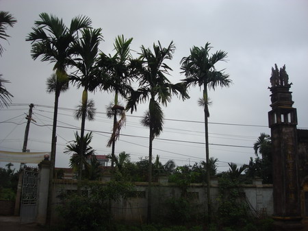 hoa0902.jpg