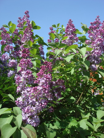 hoa0904.jpg
