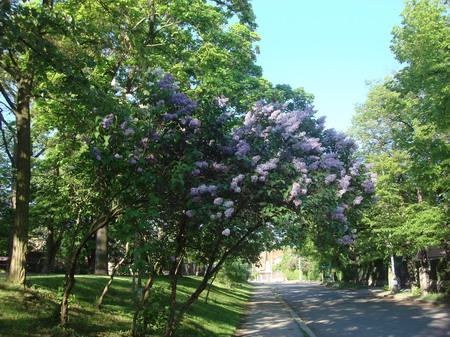 chs04.jpg
