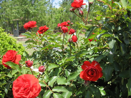 rose.jpg