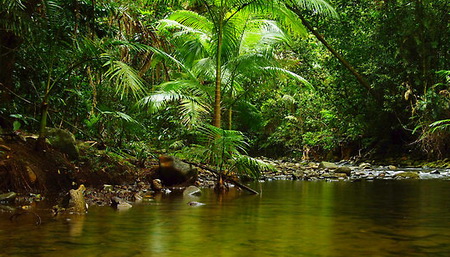 rainforest1.jpg