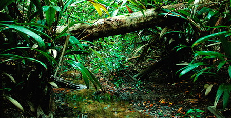 rainforest2.jpg