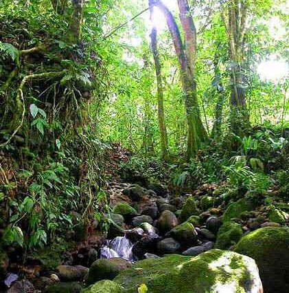 rainforest-2.jpg