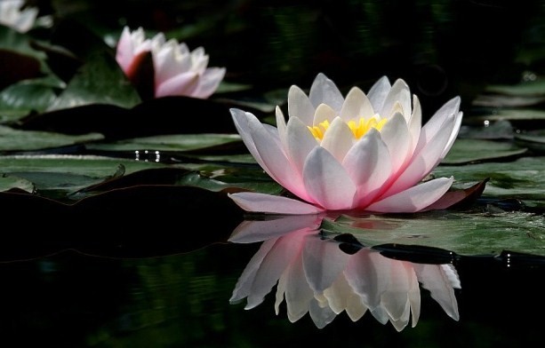 waterlily.jpg