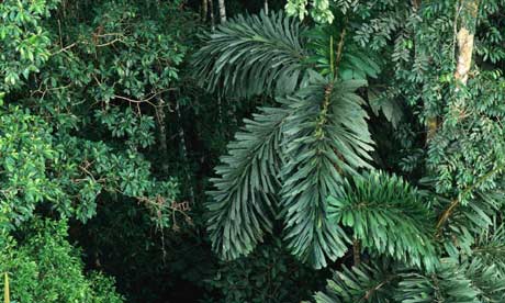 rainforest3.jpg