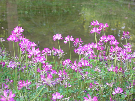 image007.png