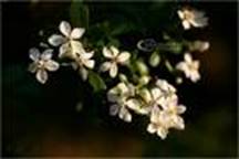 image009.jpg